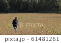 a man walking among wheat meadow  61481261