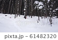 snowboarder sliding between the trees 61482320