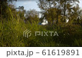 Camera moving through the grass, view of the park. Steadicam shot 61619891