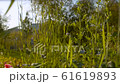 Grass in the city park. Nature background video, lens flare 61619893