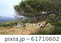Old olive tree on rocky hill, Crete island. Greece 61710602