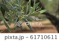 Olive tree grove, Crete island. Greece 61710611