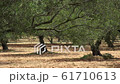 Olive tree grove, Crete island. Greece 61710613