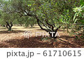 Olive tree grove, Crete island. Greece 61710615