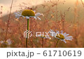 Close-up of chamomile during golden sunrise 61710619