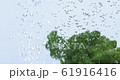 Fresh parsley 61916416