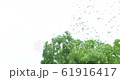 Fresh parsley 61916417