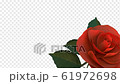 Rose Slow with Alpha Channel 61972698