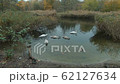 Slow Motion of Swans On A Pond With A Reed Bed In Berlin, Germany In Autumn 62127634