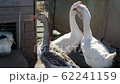 Domestic geese graze on a farm in the village 62241159