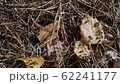 Red wood ants in their natural environment 62241177