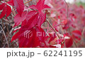 Red vine grape leaves swaying in the wind 62241195