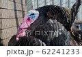 The turkey calls and grazes in the barnyard in the summer 62241233