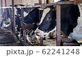 Breeding of cows in free livestock stall 62241248