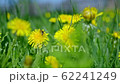 Bee on yellow dandelions bloom on a summer field among the grass in the sunligh. 62241249