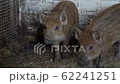 Two grey piglets graze on a farm 62241251