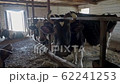 Breeding of cows in free livestock stall 62241253