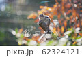 花栗鼠 62324121