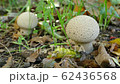 smooth puffball mushrooms (Lycoperdon molle) closeup 4k 62436568