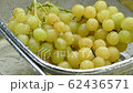 washing yellow table grapes in a strainer closeup 4k 62436571