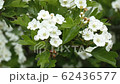 common hawthorn (Crateagus monogyna) in flower 4k 62436577