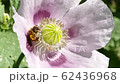 western honey bee (Apis mellifera) on a opium poppy flower (Papaver somniferum) closeup 62436968