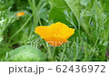 california poppy (Eschscholzia californica) flower closeup 4k 62436972