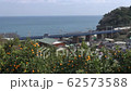 相模湾と特急踊り子 62573588