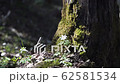 Snowdrop basking at the sun near old tree covered with moss, spring flower blooming at the forest 62581534