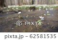 High water in spring forest, snowdrops flowers underwater after river flood, slow motion 62581535