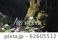 Snowdrop basking at the sun near old tree covered with moss, spring flower blooming at the forest 62605512