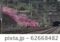 河津桜とクルーズトレイン四季島 62668482