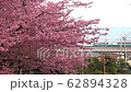 石橋の河津桜とスーパービュー踊り子 62894328