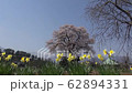 南アルプスと一本桜 62894331