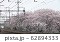 桜並木を行くロマンスカー 62894333