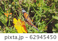 Monarch butterfly feeding food on flower 62945450