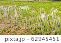 Green young rice field 62945451