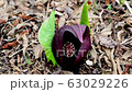 Hakone Wet Garden 63029226