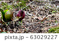 Hakone Wet Garden 63029227