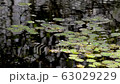 Hakone Wet Garden 63029229