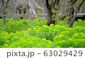 Hakone Wet Garden 63029429
