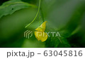 Wild flower garden 63045816