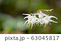 Hakone Wet Garden 63045817