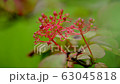 Hakone Wet Garden 63045818