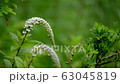 Hakone Wet Garden 63045819