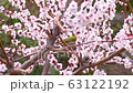 メジロと梅の花、日本の春の風景 63122192