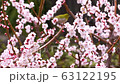 メジロと梅の花、日本の春の風景 63122195
