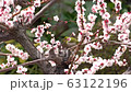 メジロと梅の花、日本の春の風景 63122196