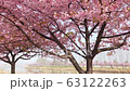 河津桜、岡山、児島湾 63122263