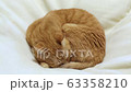 Cat sleeping on bed 63358210